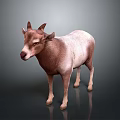 Realistic brown and white goat with horns standing on gray background