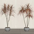 Potted Bonsai Plants With Red And Green Leaves Slender Stems In Gray Concrete Pots