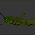 Realistic Green Grasshopper With Red Eyes Long Antennae And Slender Legs On Gray Background