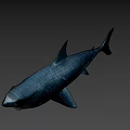 Realistic 3D Shark Model With Open Mouth And Detailed Skin Texture