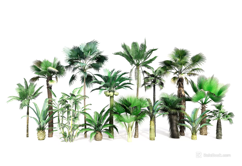 Diverse Tropical Palm Tree Collection With Various Species Sizes And Green Foliage 3d model 