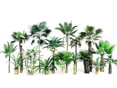 Diverse Tropical Palm Tree Collection With Various Species Sizes And Green Foliage 3d model