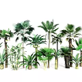 Diverse Tropical Palm Tree Collection With Various Species Sizes And Green Foliage