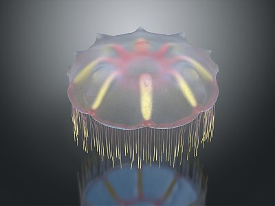 Modern Jellyfish Barrel Jellyfish Fireworks Jellyfish Silver Coin Jellyfish Flower Jellyfish 3d model