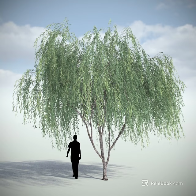 Tall Lush Willow Tree Under Blue Sky With White Clouds And Silhouette Of A Person Below 3d model 