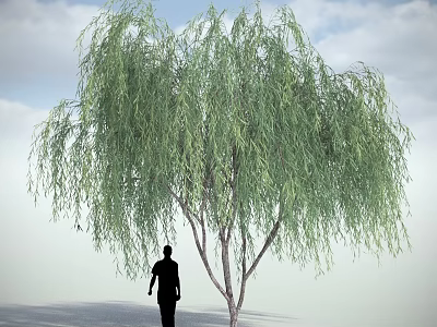 Tall Lush Willow Tree Under Blue Sky With White Clouds And Silhouette Of A Person Below 3d model