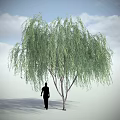 Tall Lush Willow Tree Under Blue Sky With White Clouds And Silhouette Of A Person Below