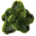 Lush Green Shrubs In Garden Landscape With Vibrant Foliage And Dense Growth