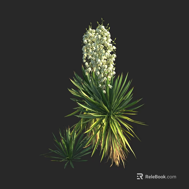 Tall Green Plant With Long Leaves And White Flower Clusters In Bloom 3d model 