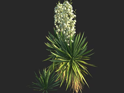 Tall Green Plant With Long Leaves And White Flower Clusters In Bloom 3d model