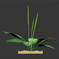 Green Plant with Large White Striped Leaves on Square Light Brown Base Against Dark Background