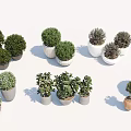 Various Bonsai Potted Plants With Different Green Foliage And Decorative Pots