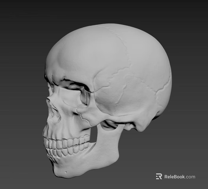 Male Human Skull 3D Anatomical Model With Detailed Structure And Gray Background View 3d model 