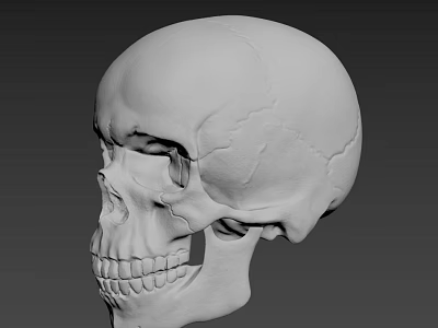 Male Human Skull 3D Anatomical Model With Detailed Structure And Gray Background View 3d model