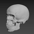 Skeleton 3d model