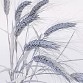 Dried Wheat Grass Flower Bouquets In Transparent Glass Vase And Loose Placement