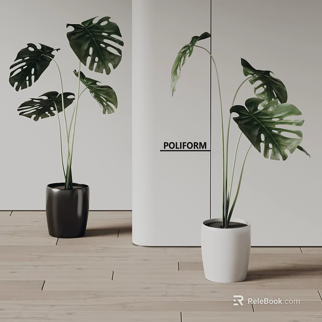 POLIFORM Monstera Potted Plants With Black And White Pots On Indoor Wooden Floor 3d model 