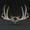 Natural Deer Antler Decorative Wall Mounted Art For Home Decor