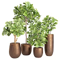 Lush Green Bonsai Plants In Metallic Brown Pots With Various Sizes And Foliage
