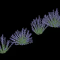 Various Vibrant Purple Lavender Flowers Blooming In Lush Garden