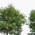 Various Green Leafy Trees With Different Sizes And Silhouette Figure For Landscape 3d model