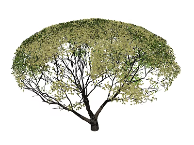 Dense Rounded Shrub With Green And Light Green Foliage In Natural Landscape 3d model
