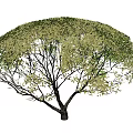 Dense Rounded Shrub With Green And Light Green Foliage In Natural Landscape
