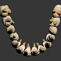 Detailed 3D Model of Human Teeth Showing Dental Structure and Tooth Anatomy Features