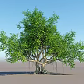 Lush Green Arbor With Aerial Roots Dense Foliage And Blue Sky