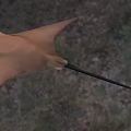Graceful Brown Aquatic Stingray With Long Tail And White Eyes Swimming