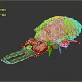 Giant Isopod With Segmented Brown Body Large Claws And White Legs On Gray Surface