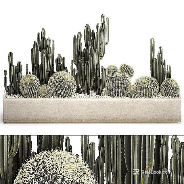 Decorative Cactus Bonsai Potted Plants With Columnar And Round Shapes In Rectangular Planter 3d model