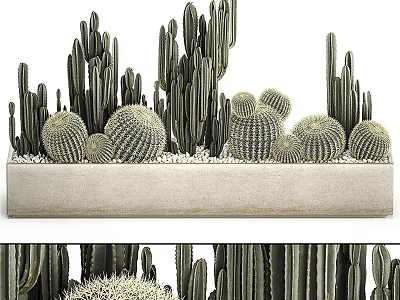 Decorative Cactus Bonsai Potted Plants With Columnar And Round Shapes In Rectangular Planter 3d model