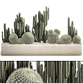 Decorative Cactus Bonsai Potted Plants With Columnar And Round Shapes In Rectangular Planter 3d model