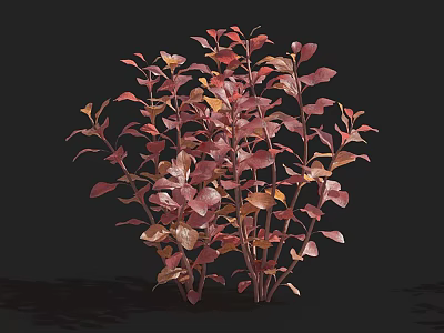 Vibrant Aquatic Plant With Red Pink Leaves And Lush Foliage In Fresh Water 3d model