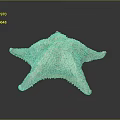 Starfish Marine Creature With Textured Surface And Five Arms On Dark Background 3d model