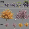 Ornamental Trees Wisteria and Kanzan Cherry with Purple and Orange Blooming Flowers