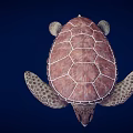 Realistic Brown Sea Turtle With Patterned Shell And Textured Flippers On Dark Blue Background 3d model