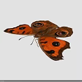 Vibrant Orange Butterfly With Large Eyespot Patterns On Wings Against Black Background
