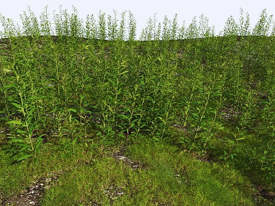 Tall Green Plants With Lush Leaves Growing In Grassland Soil And Small Stones 3d model