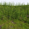 Tall Green Plants With Lush Leaves Growing In Grassland Soil And Small Stones