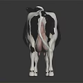 3D Rendered Black And White Cow Standing On Dark Background With Reflection