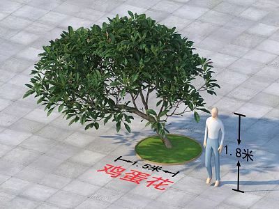 Frangipani Tree 3 Meters Diameter 1.8 Meters Height Beside Human Figure on Paved Ground 3d model