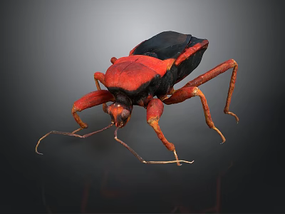Red And Black Insect With Long Legs And Antennae Close Up Detailed View 3d model
