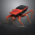 Red And Black Insect With Long Legs And Antennae Close Up Detailed View
