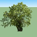 Lush Green Arbor With Dual Trunks And Vibrant Foliage In Natural Environment