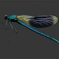 Turquoise Dragonfly with Transparent Wings and Yellow Iridescence on Dark Background Showing Reflection