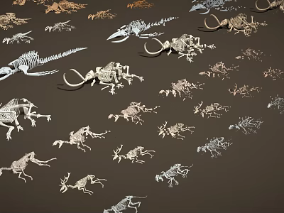 Various Dinosaur Skeleton Fossils of Different Types Displayed on Dark Background 3d model