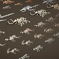 Various Dinosaur Skeleton Fossils of Different Types Displayed on Dark Background
