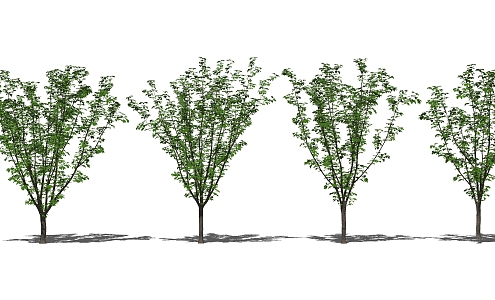 Modern Tree Landscape Tree Sakura Tree 3d model